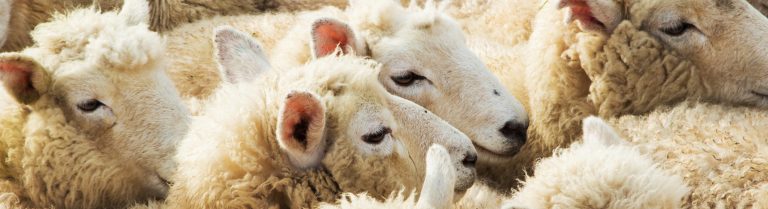 Havelock Wool | If it's not wool, don't call it wool