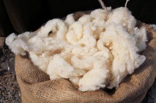 New Avenue loves Wool more than the Rest…