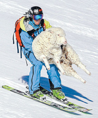 Sheep rescue on the ski slopes!