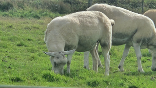 Sheep grazing in green grass; they are the sheep whose wool is used to create wool insulation