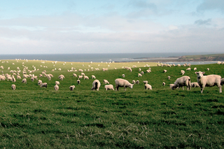 Wool Insulation Creates Smarter Spaces
