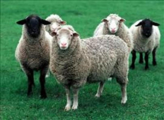 How Nature does it Better with Wool
