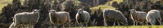 Why Wool Insulation in My Home?