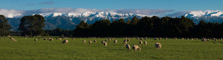 Is Wool For Insulation a New Thing?