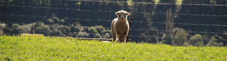 Farm to Walls