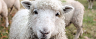 What are others saying about Havelock Wool?