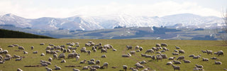 The Benefits of Wool Sound Absorption Panels: A Sustainable Solution for Acoustic Comfort