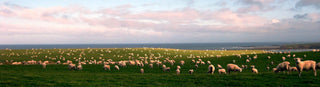 What Is The Story With Wool And Its Ability To Sequester CO2?
