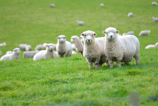 Herd of sheep in a field