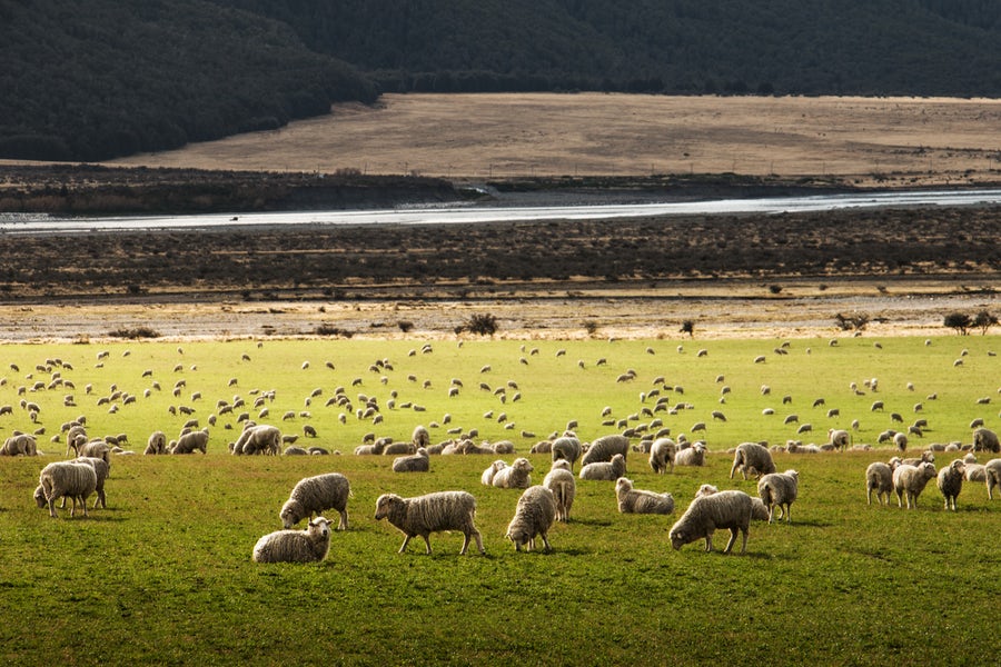 Sheep Wool Insulation 
